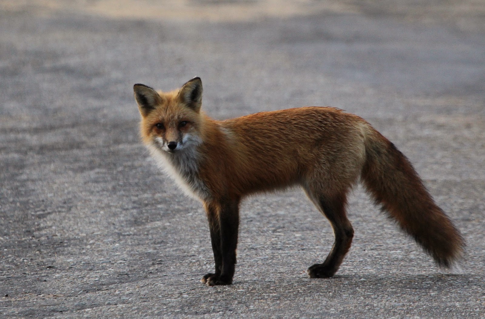 Looking Out from Central Massachusetts Gulls, herons and my first Big Night Saturday, March 29th
