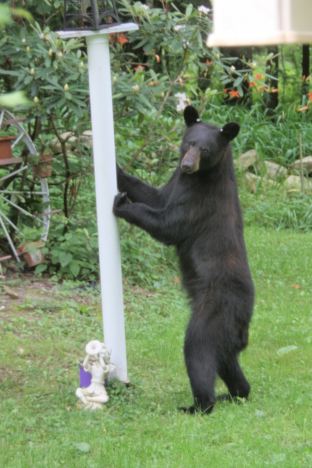 Bear Bird Feeder
