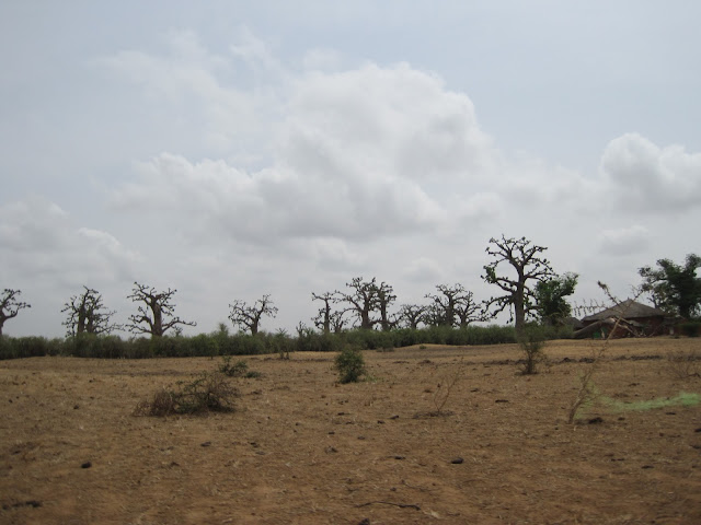 Bosque de baobabs en Senegal Bosque de baobabs en Senegal