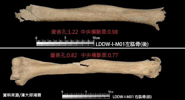 兩具亮島人的骨 骸,透露了他們是早期的海洋民族。 兩具亮島人的骨 骸,透露了他們是早期的海洋民族。