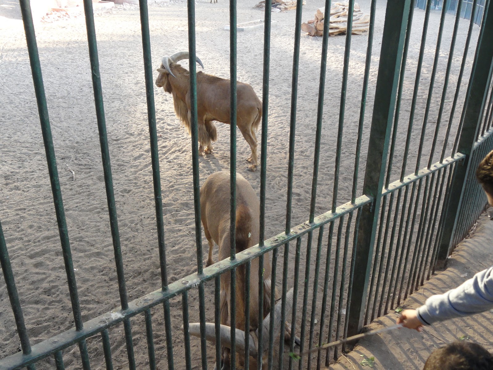 Cairo Zoo