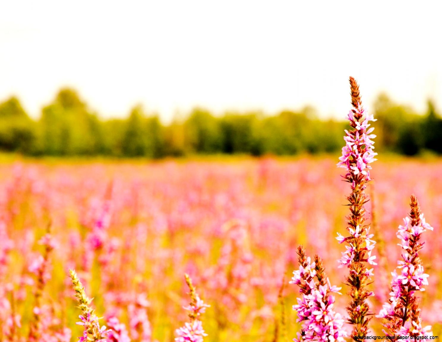 Pink Flower Desktop Pink Flower Desktop