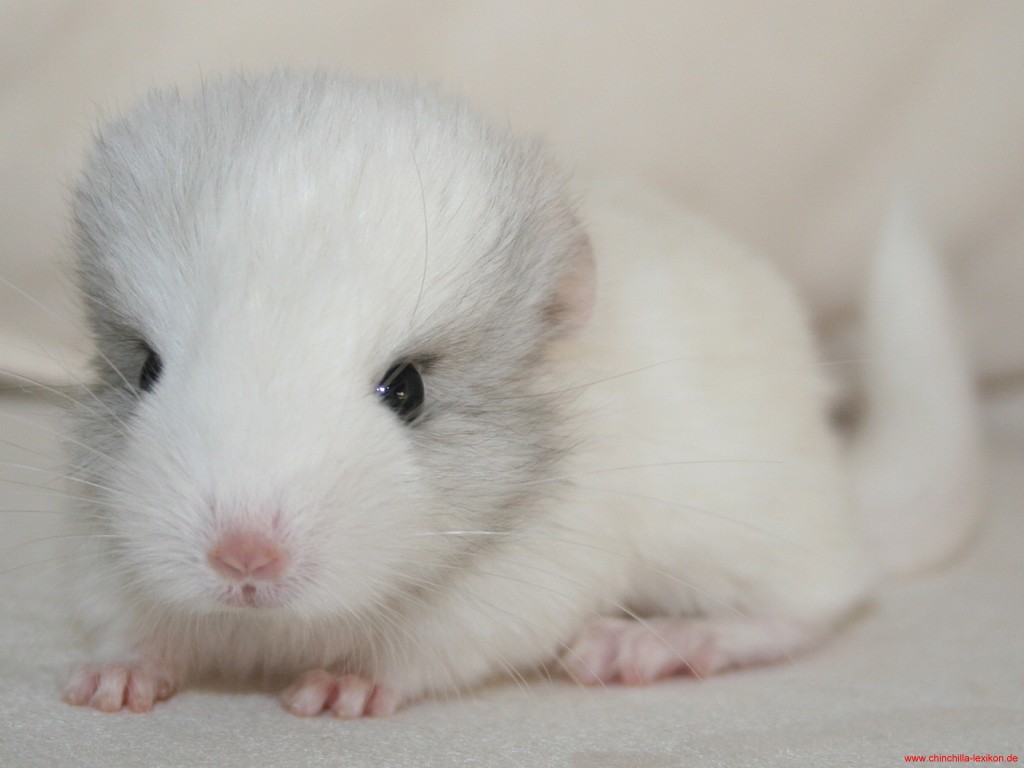 Baby Animals Wallpaper