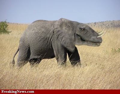 Gajah Aneh