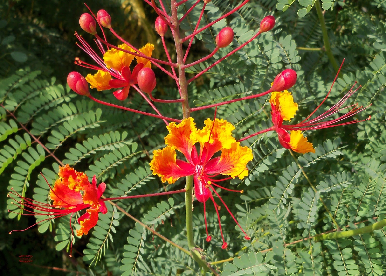 MY LIVING LENS PRIDE OF BARBADOS