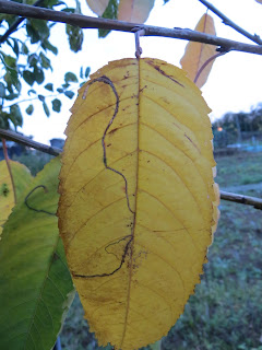 Cherry tree leaf with a weird pattern, any ideas what this is??