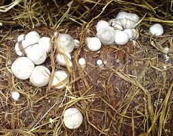 Paddy straw mushrooms. These jolly mushrooms are called Volvariella  volvacea. Th , #affiliate, #jolly, #called…