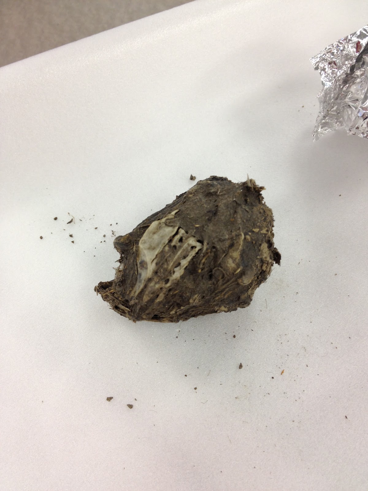 Science with Ms. Kim Owl Poop?