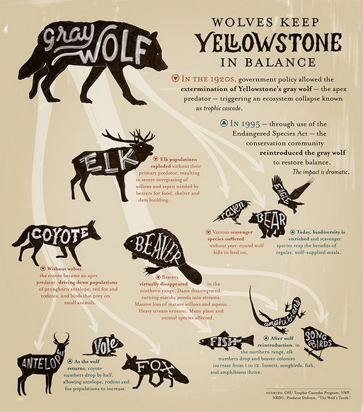 Yellowstone wolves research paper