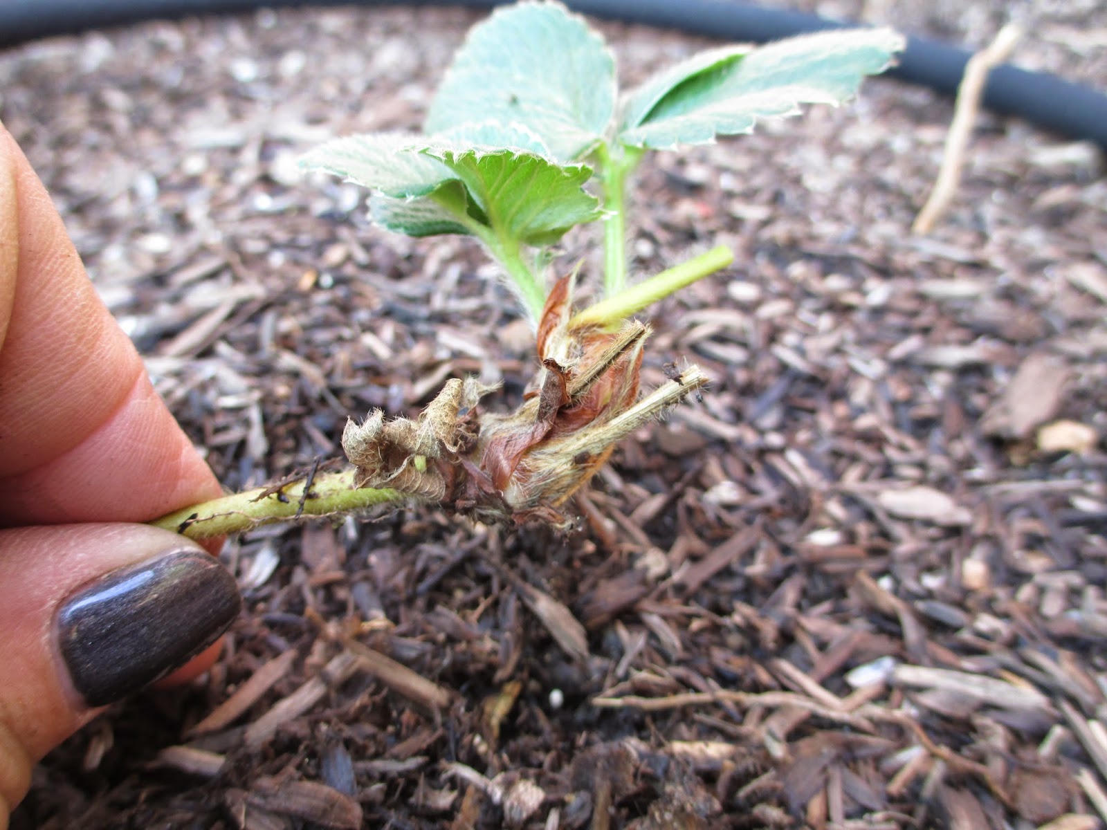 Andie�s Way Transplanting Strawberries
