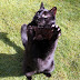 Three Legged Cat Picture