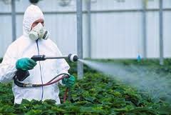 pesticides winter during vegetable contaminated avoid eating fruits containing