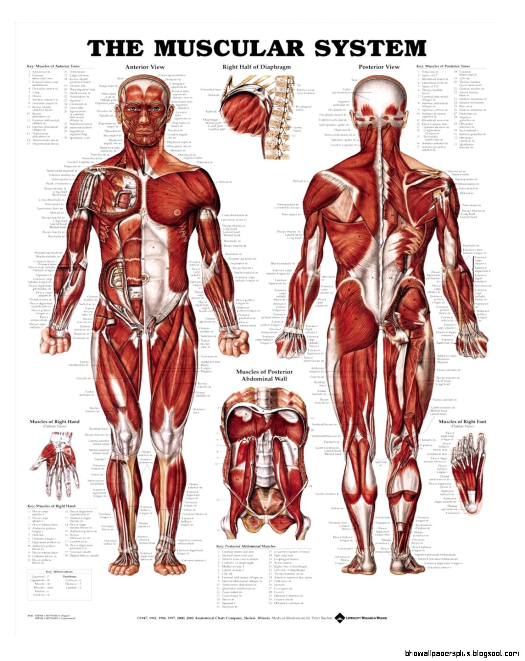 Muscle Anatomy Charts Skeleton Anatomy Charts Page 1 Muscle Anatomy Charts Skeleton Anatomy Charts Page 1