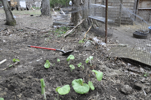 Limbed Up Our Front Yard Saucer Magnolia Tree