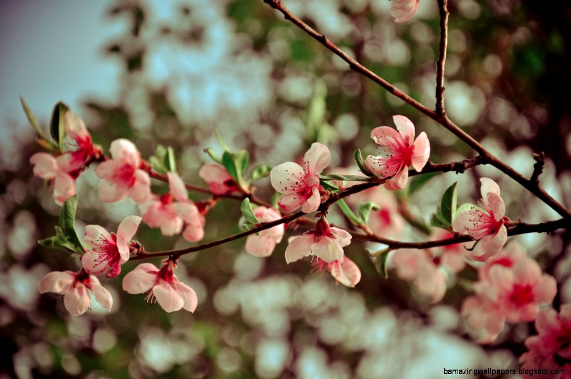 Pink spring flowers by lalylaura on DeviantArt Pink spring flowers by lalylaura on DeviantArt