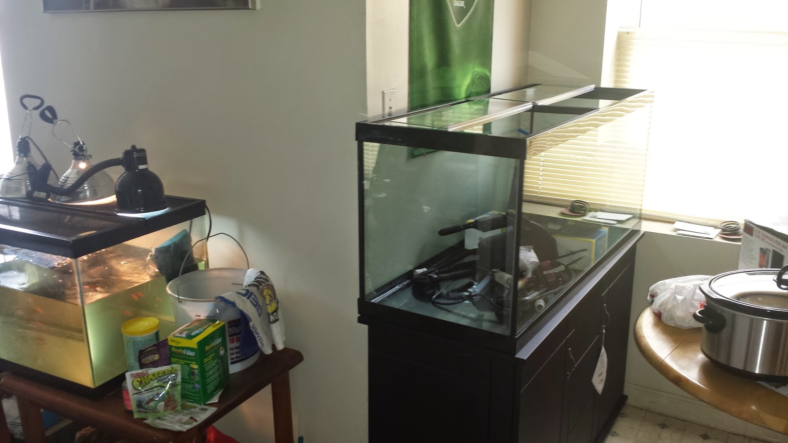 40 gallon tank bearded dragon