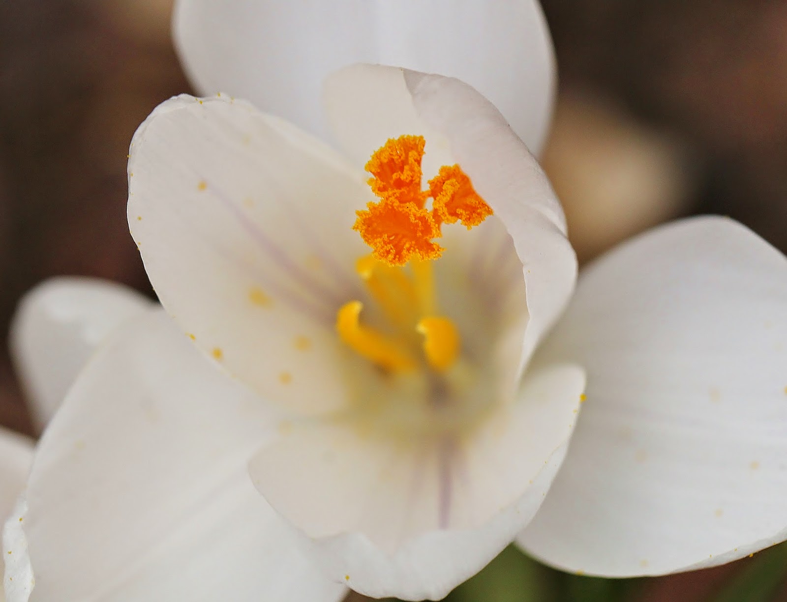Nature on the Edge of New York City The first Flowers of Spring around