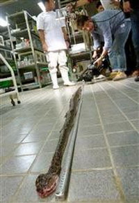 日本男子 最長眼鏡蛇