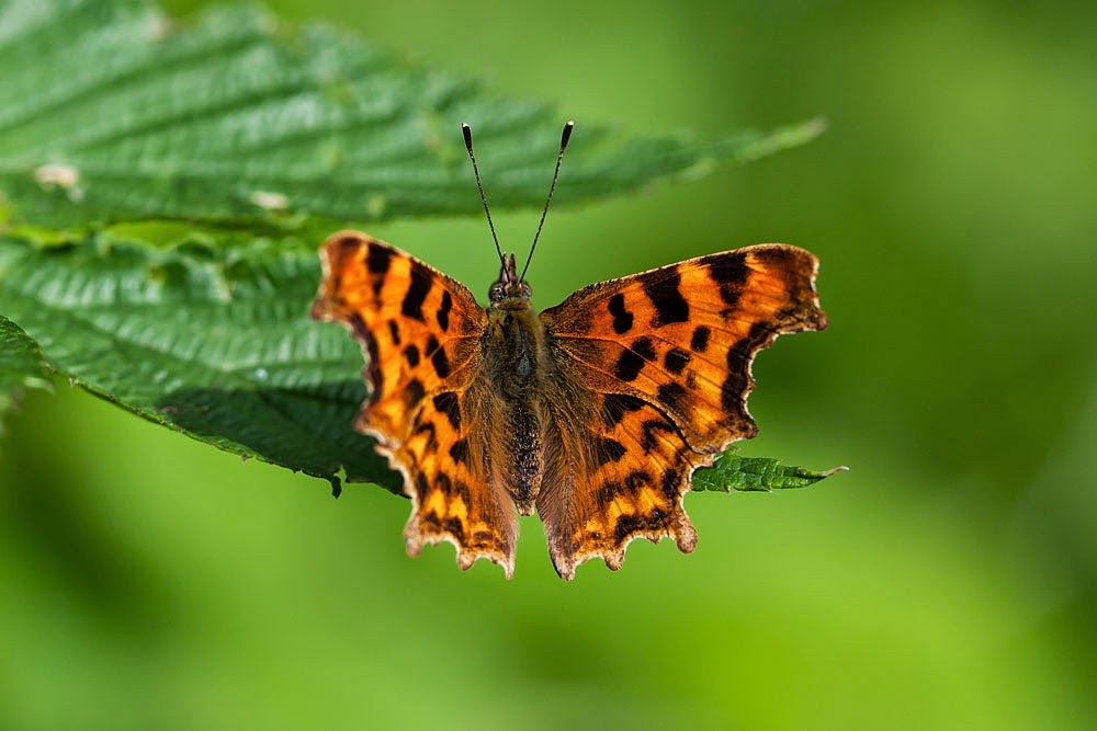 Butterflies of Milton Keynes Views From an Urban Lake