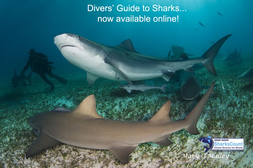 The Best Shark Dive in the World! Sharks Count Divers' Guide to Sharks!