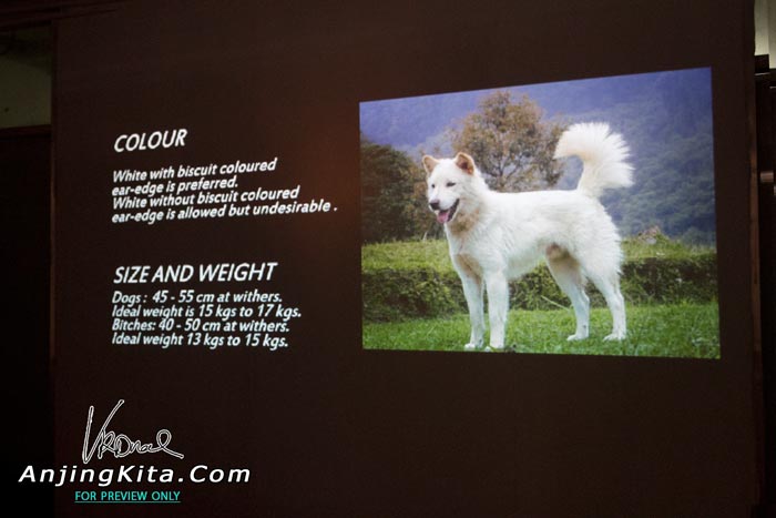 Balinese Dog Kintamani
