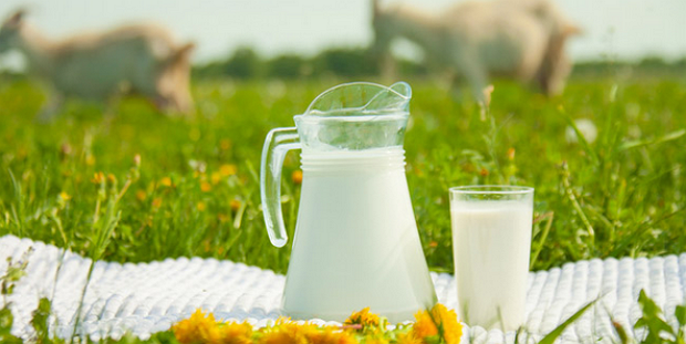 Козье молоко - польза и применение Формулы Козьего Молока от iHerb