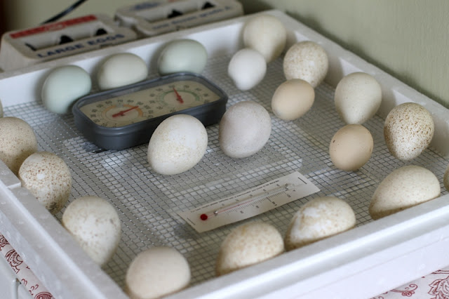 Blue Slate turkey eggs in an incubator