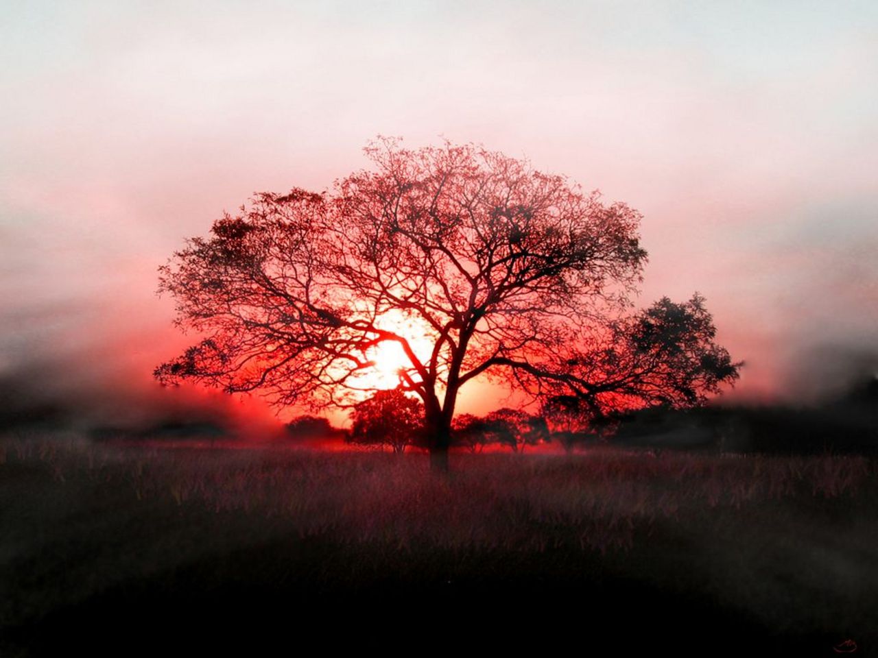 http://3.bp.blogspot.com/-bBbf2IerY5s/T7SzVPYJvbI/AAAAAAAANn4/eiFf-ldS2w8/s1600/Tree+wallpaper+gallery++(11).jpg