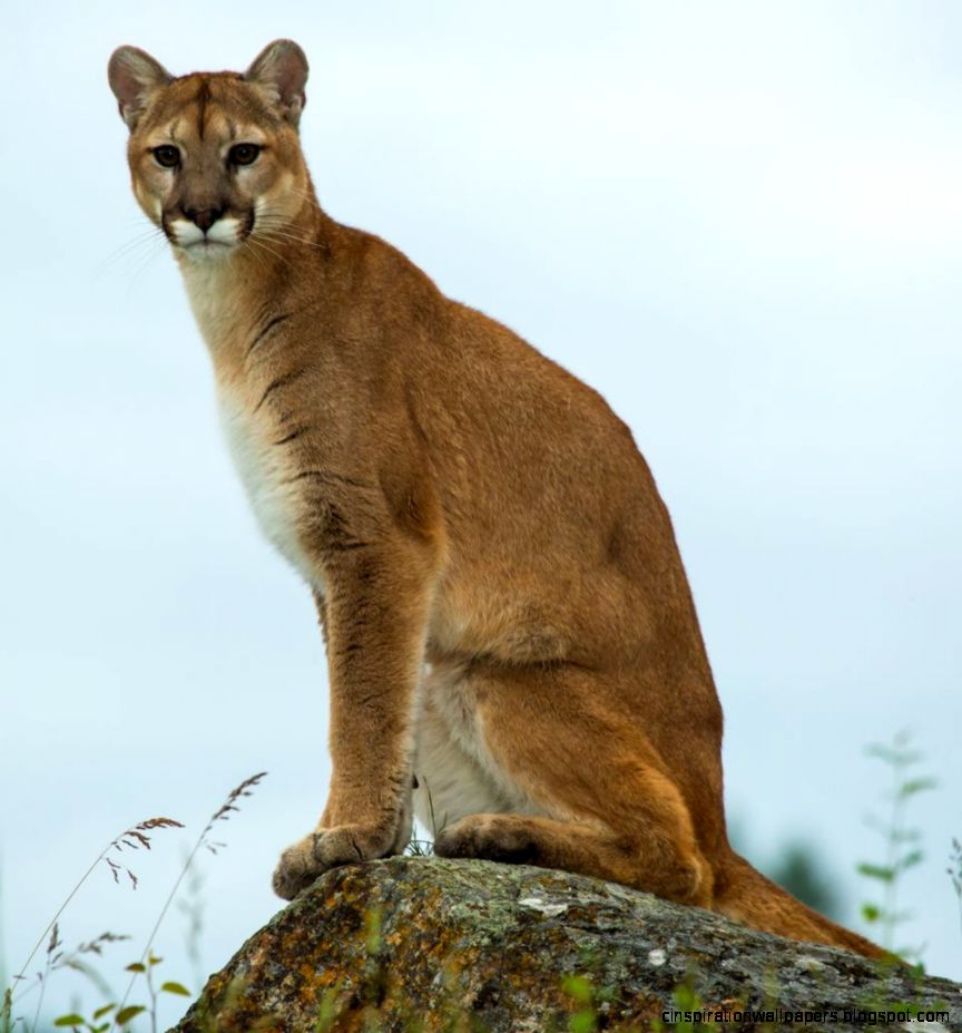 Mountain Lions Mountain Lion Pictures Mountain Lion Facts Mountain Lions Mountain Lion Pictures Mountain Lion Facts
