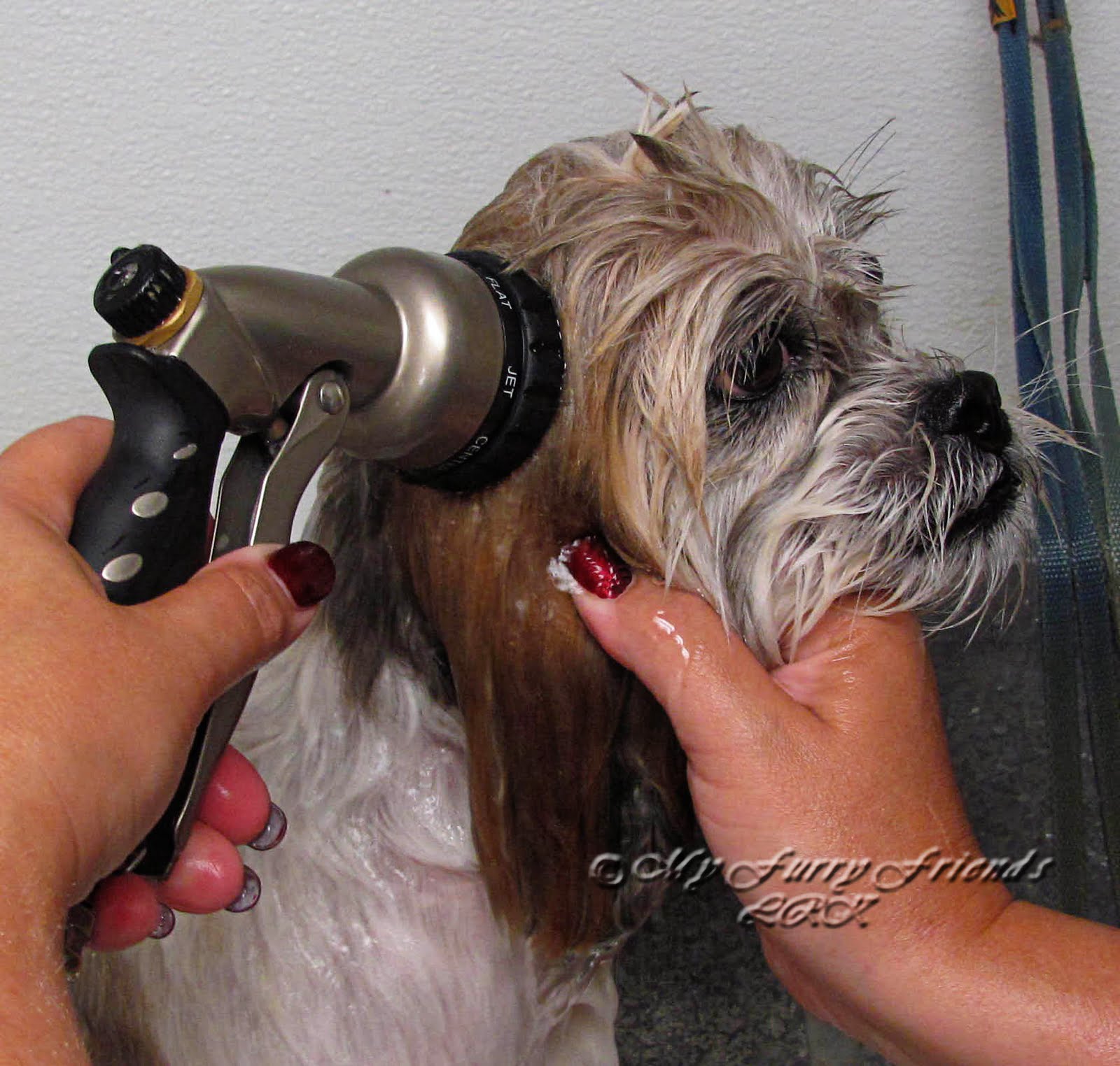 How To Keep Water Out Of Dogs Ears When Bathing