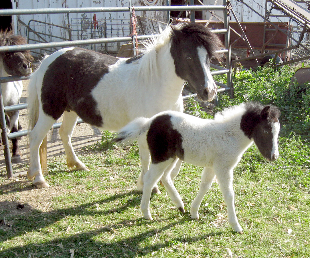 Cheap Baby Horses For Sale Hoobly Must Have Miniature Horses For