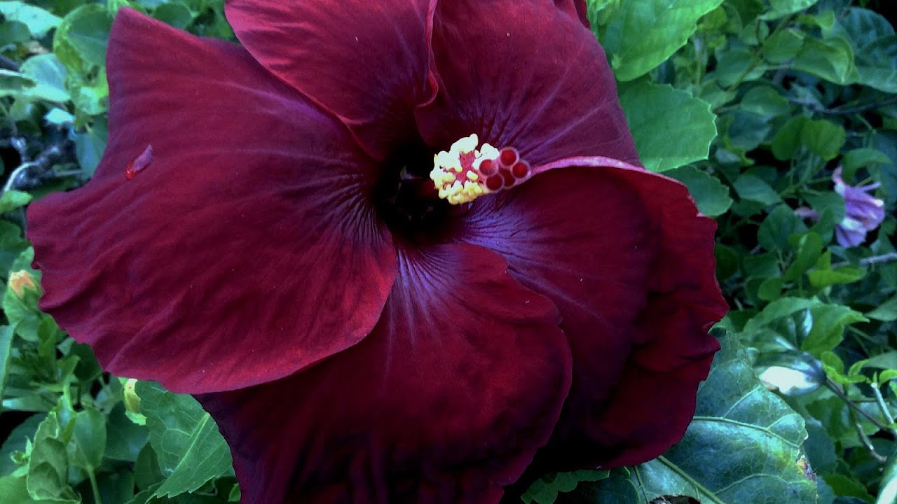 Rose Of Sharon Hibiscus Syriacus
