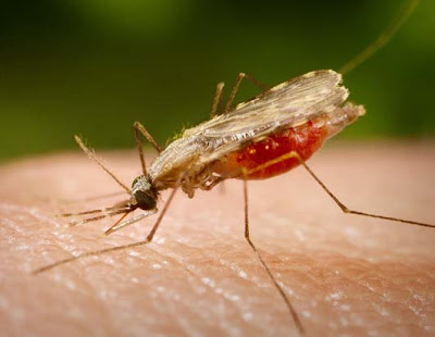 Moçambique é o 12º país africano com mais mortes por malária
