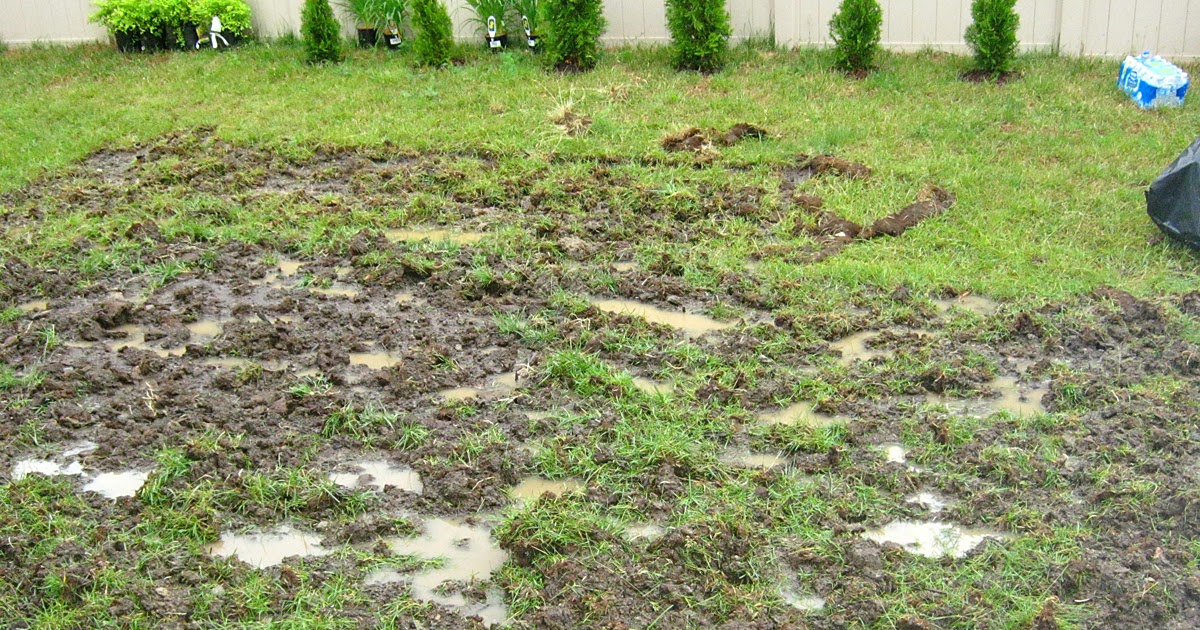 AM Dolce Vita My Backyard is a Swamp