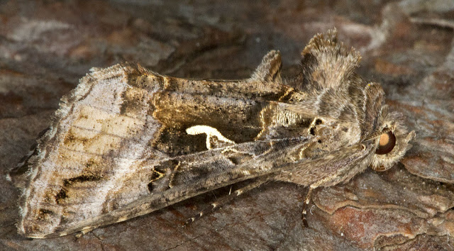 Silver Y, Autographa gamma gamma.  In a resting position.  Caught on Hayes Common,  1 July 2012.