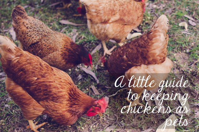 Beginner's guide to keeping chickens