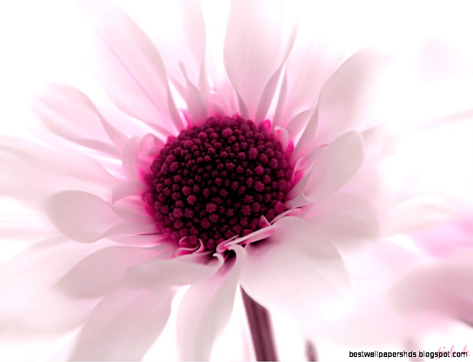 3d Flower Wallpaper For Desktop The Best Flowers Ideas 3d Flower Wallpaper For Desktop The Best Flowers Ideas