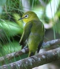 Alfatihah Herbal 2 Perbedaan Pleci Jantan Dan Betina