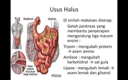 BLOG BIOLOGI: PROSES PENCERNAAN MAKANAN PEMAMAH BIAK DARI MULUT HINGGA