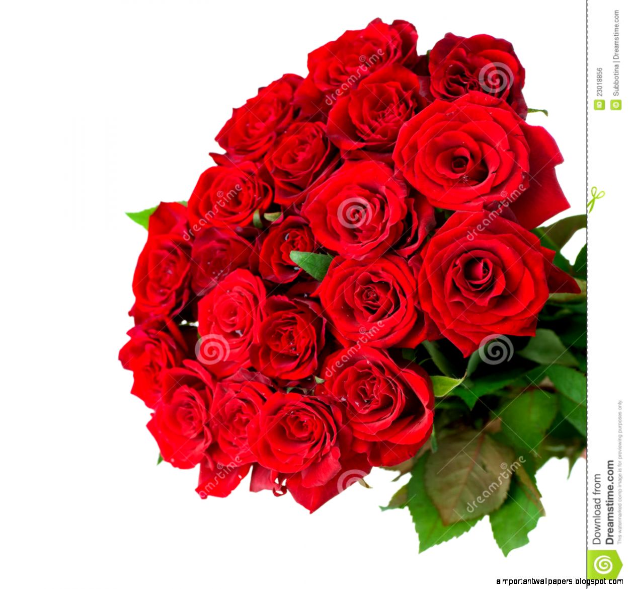 Rose Flowers Bouquet Isolated Royalty Free Stock Images Image Rose Flowers Bouquet Isolated Royalty Free Stock Images Image