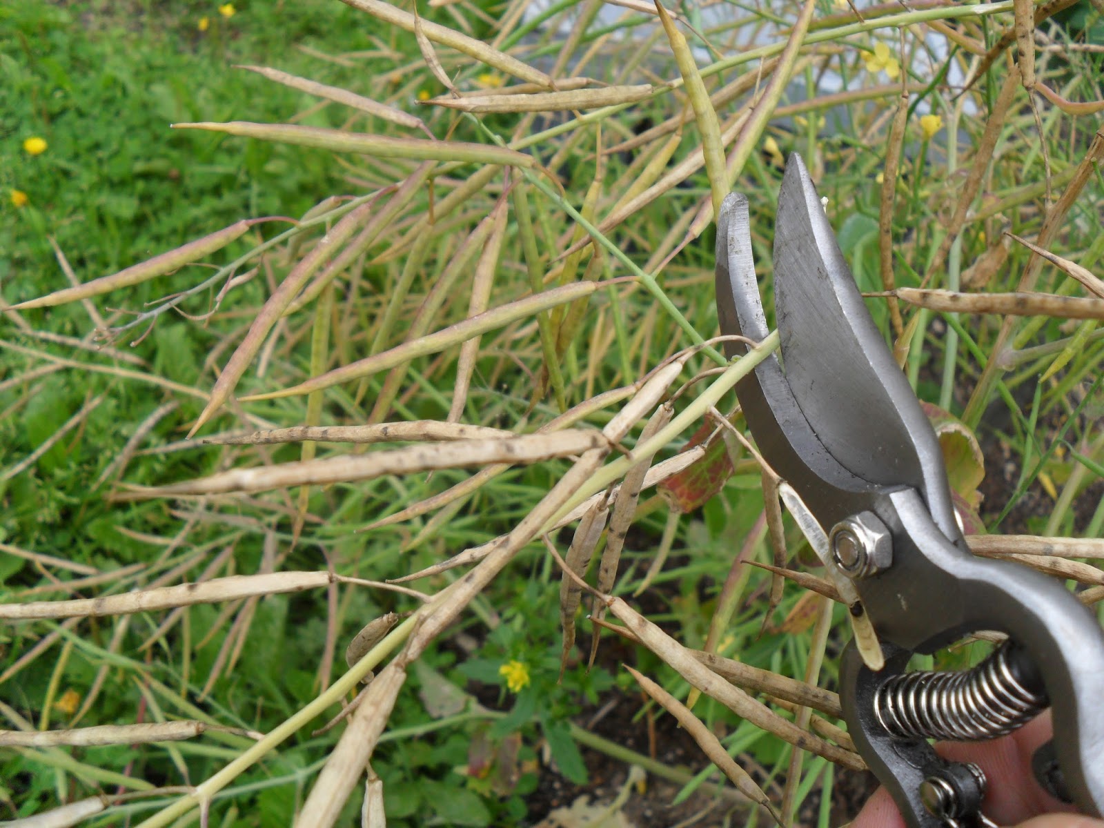Bills Garden Tips Harvesting my turnip seeds