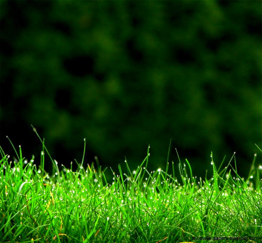 COol Green Grass Android Wallpapers 960x854 Hd Wallpaper Downloads COol Green Grass Android Wallpapers 960x854 Hd Wallpaper Downloads