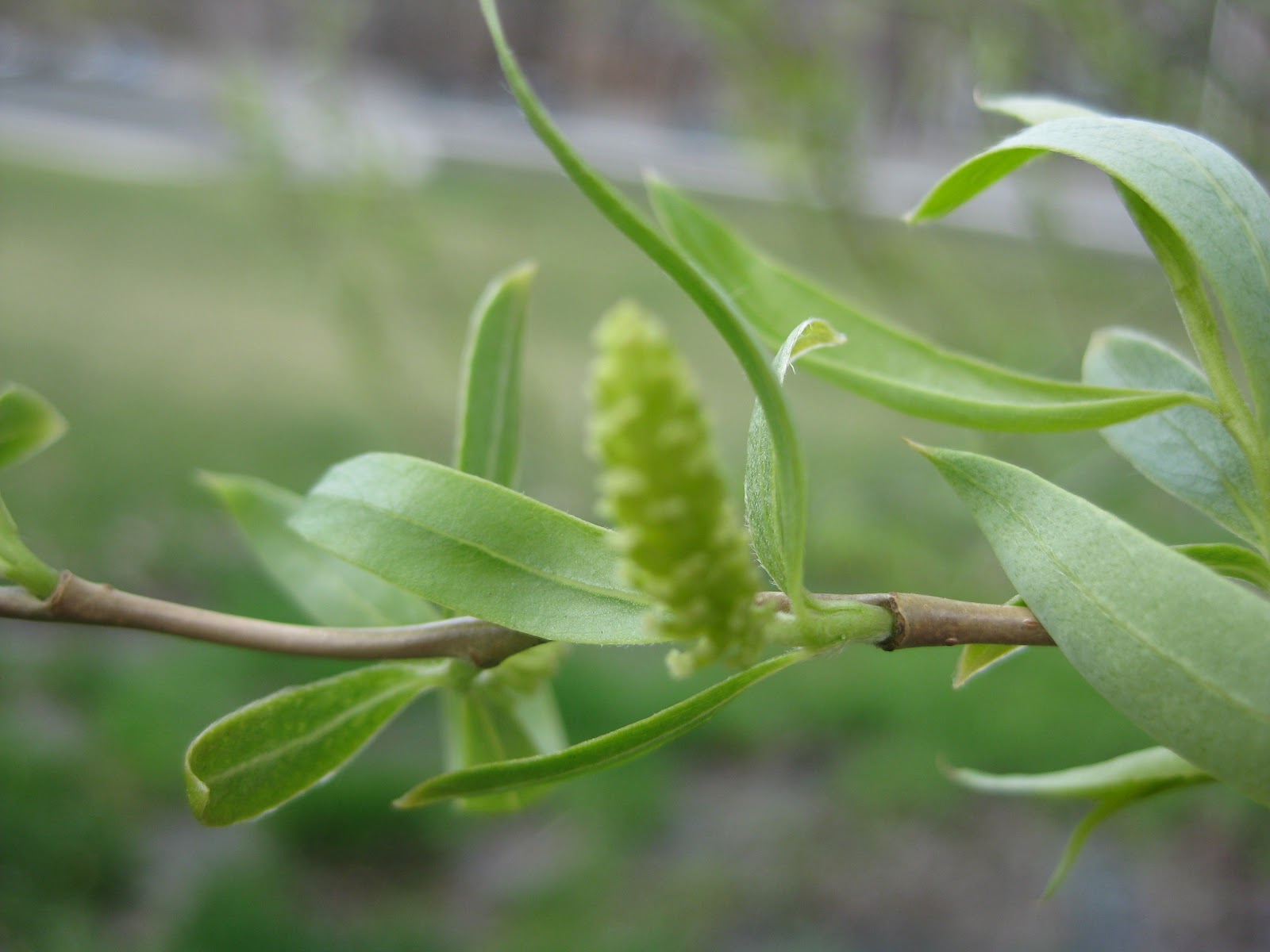 Trees Corkscrew willow