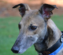 Southeastern Greyhound Adoption