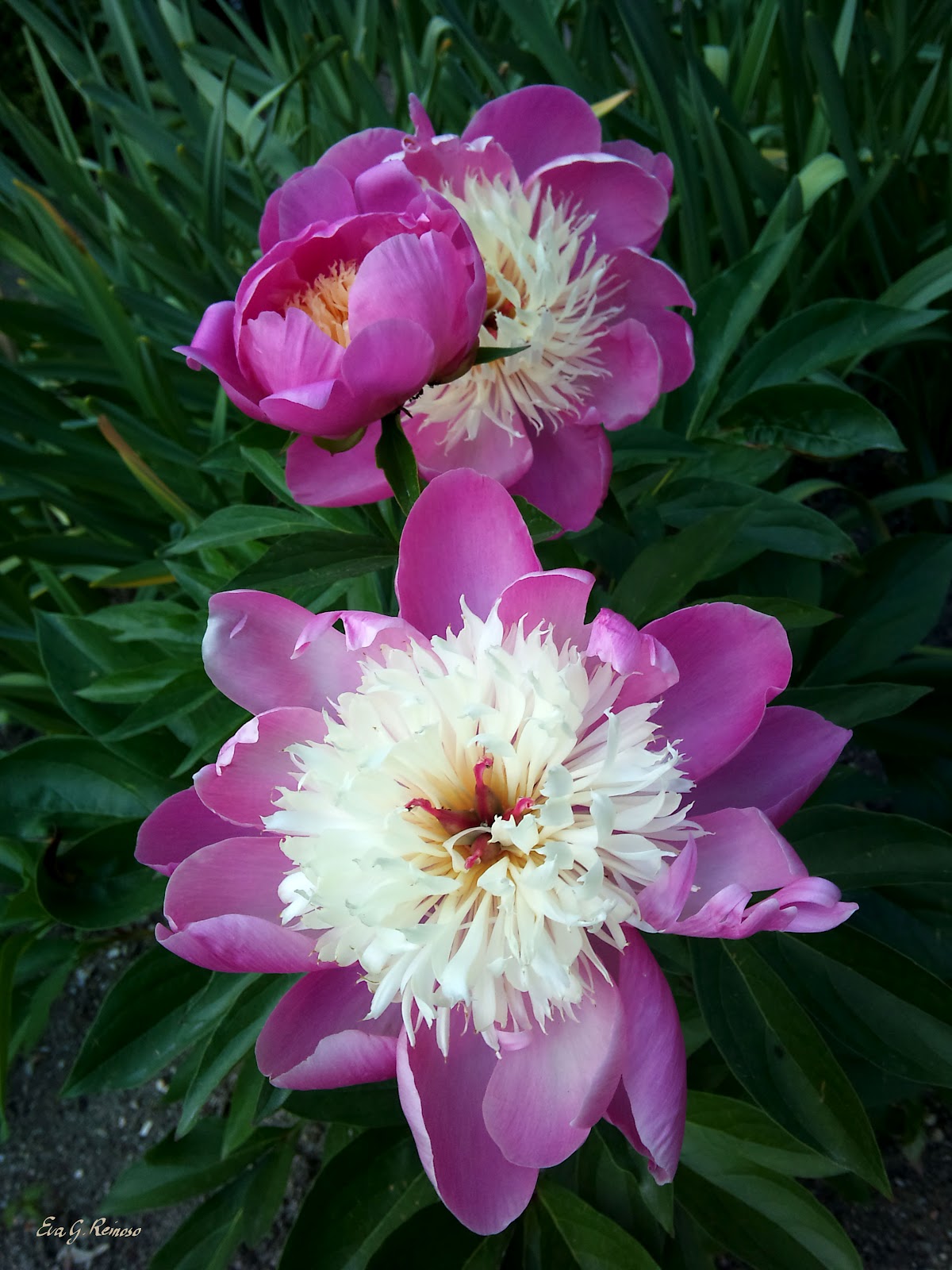 dis Ñ: Flores moradas 2