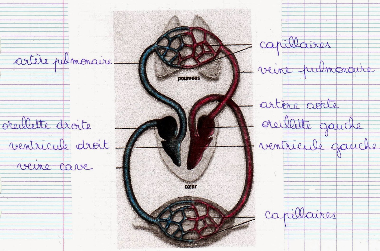 Le coin des CM1 La respiration et la circulation sanguine