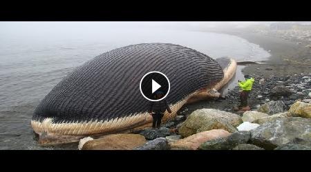 Una creatura gigante ritrovata su questa spiaggia