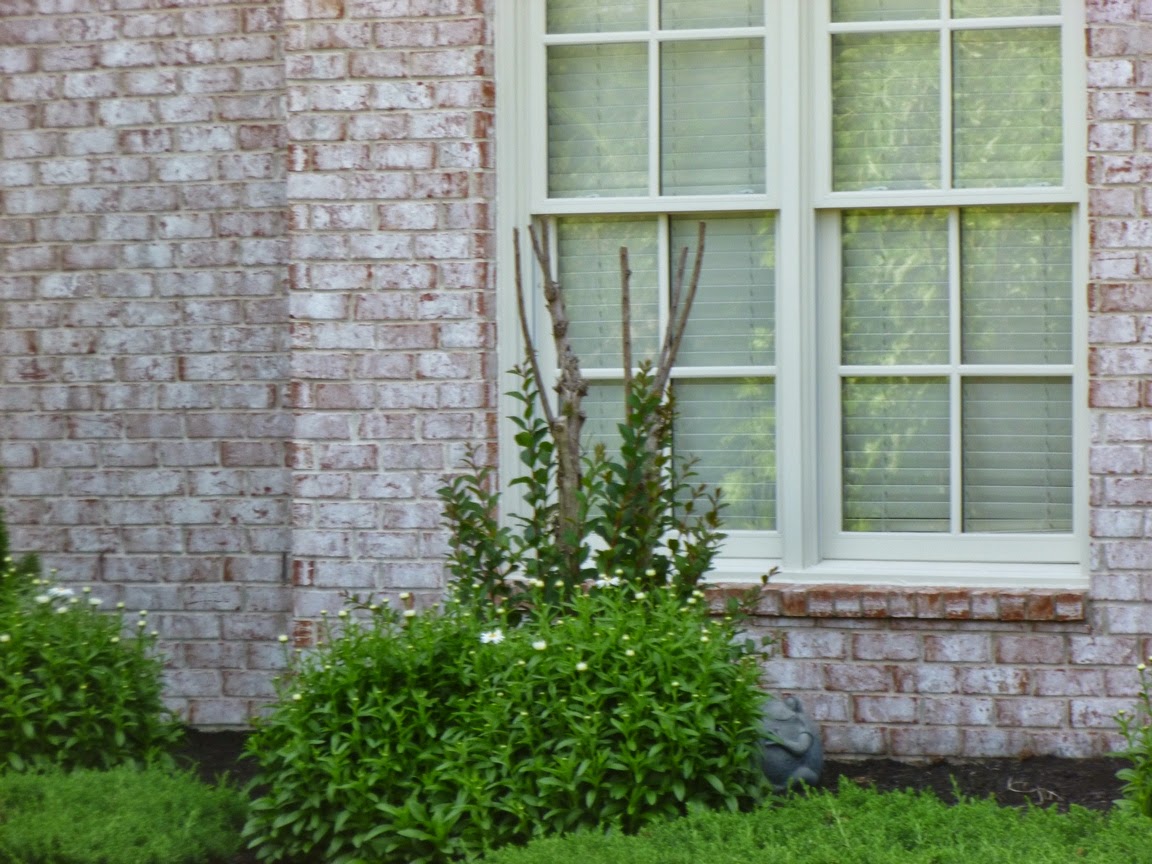 Stardust Talk Japanese Crape Myrtle