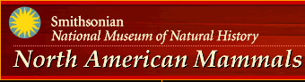 north american mammals, endangered species, nature, biodiversity