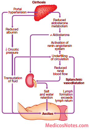 pathophysiology of liver diseases Looking for online definition of liver disease in the medical dictionary liver disease explanation the disease lasts a long time and causes permanent liver damage. pathophysiology of liver diseases Looking for online definition of liver disease in the medical dictionary liver disease explanation the disease lasts a long time and causes permanent liver damage.